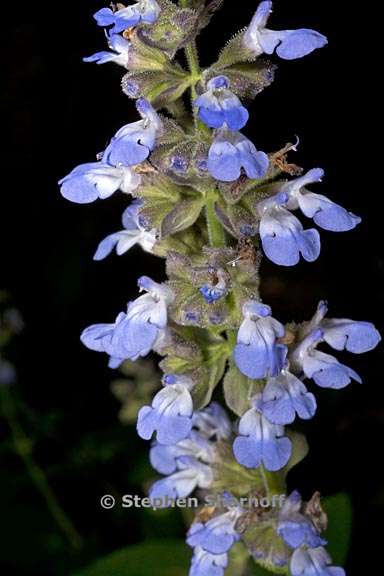 salvia rubiginosa 4 graphic